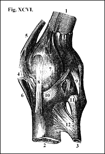 Fig. XCVI.