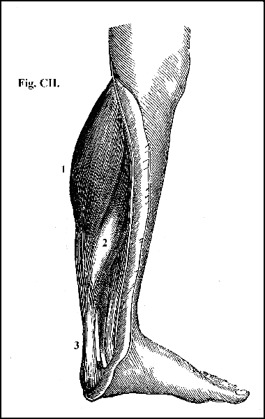 Fig. CII.