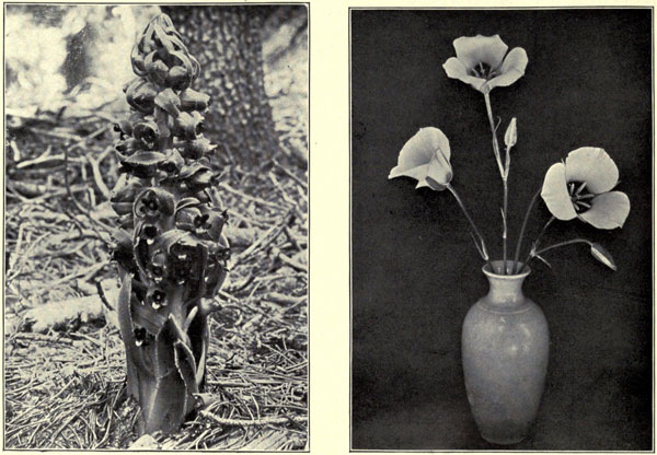 Mariposa Tulips and the Snow Plant