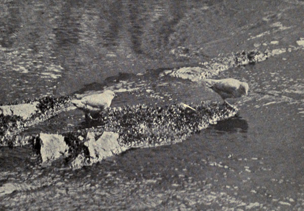 Water Ouzels in a Mountain Stream