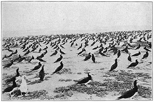 Boobies at Tubataja Reef, Sulu