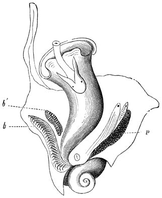 Rhizochilus antipathum:—A. Jong exemplaar.—B. Ouder, vastzittend dier.—Ware grootte.