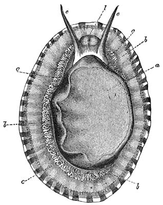 Algerĳnsche Schaalhoren (Patella algira) van onderen gezien. Ware grootte.