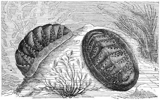 Sierlĳke Keverslak (Chiton elegans). Ware grootte.