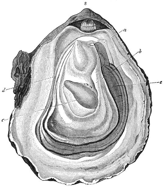 Gewone Oester (Ostrea edulis), geopend door bij s tusschen de schelpkleppen een mes te steken en dit een weinig te draaien, totdat de slotband is doorgesneden, het vervolgens langs de binnenste oppervlakte van de platte bovenklep voort te schuiven tot in c, waar men eenigen weerstand ontmoet, veroorzaakt door de sluitspier, die men door een heen en weer gaande beweging van het mes van de platte schelpklep losmaakt; deze klep kan vervolgens gemakkelijk verwijderd worden. De weeke deelen liggen nu in de bolle of linker klep en bedekken—wegens het sterk inkrimpen van den mantel, die zich bij het onbeschadigde dier tot aan den rand der schelp uitstrekt—slechts een klein deel van haar binnenvlakte, in de afbeelding begrensd door 4 lijnen, waarvan de kortste onder het slot ligt. Dit is de „slotzijde” van den romp, de „vis-à-vis” van de „tegenslotzijde”; bij a is het begin van de „buikzijde”, bij d het midden van de „rugzijde” van den romp. Een deel van den mantel is innig vergroeid met den romp en heet „mantelschijf”; een ander deel (de „mantelzoomen”) strekt zich, behalve aan de slotzijde, voorbij den romp uit. Om de organen, die aan de buikzijde en tegenslotzijde tusschen de hier zeer breede mantelzoomen liggen, zichtbaar te maken is de rechter mantelzoom (b) in de afbeelding grootendeels omgeslagen, terwijl de linker (a) zich nog op zijn gewone plaats bevindt. Men ziet nu bij a de „mondlappen”, die ten getale van 2 paar aangehecht zijn aan weerszijden van de diep verborgen mondopening, die men onder het vereenigingspunt der beide mantelzoomen zou ontdekken na het omslaan van de beide rechter mondlappen. Onder deze organen beginnen de 2 paar kieuwplaten, die zich tot aan het begin van de rugzijde uitstrekken, waar de beide mantelzoomen onderling vereenigd zijn. Boven dit vereenigingspunt bevindt zich de kloakopening en daarachter de opening van den endeldarm. Onderling gescheiden, doch smal, loopen de beide mantelzoomen langs de rugzijde omhoog. Gewoonlijk wordt de Oester voor het gebruik gereed gemaakt door het wegsnijden van de breede mantelzoomen en de kieuwplaten, die gezamenlijk onder den naam van „baard” bekend zijn. De baard is aan de buikzijde met den romp vereenigd, hoewel boven de kieuwen kanalen overblijven, die het water afvoeren, dat door het sponsachtige weefsel van de ademhalingsorganen heendringt. Deze kanalen vereenigen zich bij het begin van de tegenslotzijde tot de kloakkamer, die hier tusschen den baard en den romp gelegen is. De sluitspier (door de oesterkweekers „stoel” genoemd) bestaat uit twee gedeelten: het bovenste (c) schijnt te dienen voor het gesloten houden, het onderste (in de afbeelding lichter van tint) voor het snel sluiten van de schelp. Een éénjarige Oester heeft 25, een tweejarige 50, een driejarige 70 à 90 mM. middellijn.