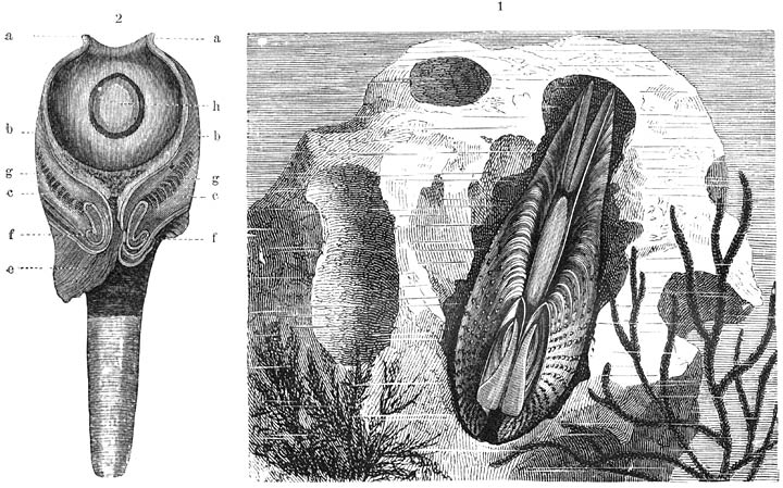 Gewone Pholade (Pholas dactylus):—1. Schelp.—2. Het dier zonder de schelp. Het langwerpige lichaam heeft een bijna gesloten mantel, van voren eindigend in 2 slippen (a), waarop een dunner gedeelte (b) volgt en verder een deel, dat verscheidene spieren (g, f) bevat, ook die (c), welke voor het terugtrekken van de lange siphonen dienen. In het ronde, trommelvormige deel bevindt zich een cirkelronde opening, waarin men den voet (h) opmerkt; deze is zeer krachtig, kort en breed; het plaatvormig uiteinde schijnt o.a. ook als zuignap dienst te doen. De onregelmatige lap (e) is de opperhuid, die de schelp van achteren sluit.—Ware grootte.