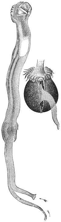 Paalworm (Teredo fatalis); ware grootte.—Rechts: de larve; vergr.—De bevruchte eieren ontwikkelen zich in de mantelholte van het wijfje tot kleine larven, die, voorzien van een als zwemorgaan dienend kopscherm en van een tweekleppige schelp, door de kloakopening het lichaam van de moeder verlaten. In de Noordzee komen zij ongeveer in ’t einde van Juni voor. Weldra vestigen zij zich in een spleet van een paal en veranderen reeds in 8 à 14 dagen in uiterst kleine Paalwormen, die geheel den vorm van het volwassen dier hebben en beginnen nu de gang te boren, die zij niet meer zullen verlaten.