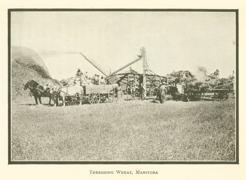 Threshing Wheat, Manitoba