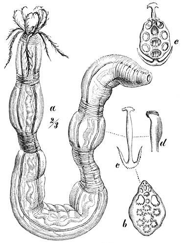 a) Klis-holothurie (Synapta inhaerens), ⅔ van van de ware grootte.—b, c, e) Anker (1 mM. groot) en ankerplaat van Synapta Beselii, de grootste bekende soort van haar orde; zij bewoont den Indischen en den Stillen Oceaan en wordt vooral op koraalriffen gevonden. (Semper zag op het eiland Bohol exemplaren van 2 M. lengte, die door de inboorlingen „Zeeslangen” werden genoemd.)—d) Bovenste uiteinde van den steel van het anker, van ter zijde gezien, nog iets sterker vergroot dan de fign. b, c en e.