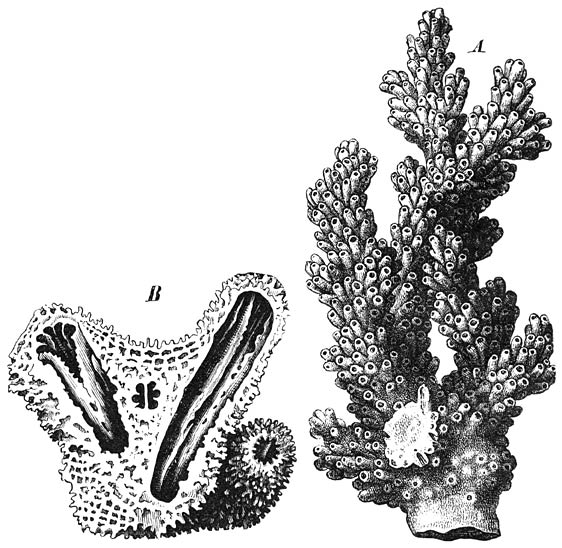 Knobbelig Sponskoraal [Madrepora (Montipora) verrucosa]:—A) Kleine polypenstok in ware grootte.—B) Vier kelken, waarvan 2 overlangs en 1 dwars doorgesneden, alle diep verborgen in ’t poreuze coenenchym. Een zuil is niet aanwezig. De straalschotten zijn niet poreus, 6 of 12 in getal: sommige zijn in ontwikkeling achtergebleven, terwijl 2 de overige in breedte overtreffen en aan den binnenrand vereenigd zijn. (Vergroot.)