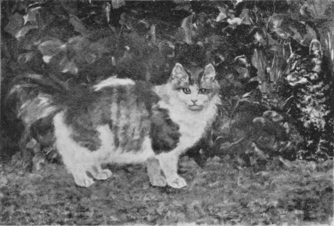 [Photograph of a cat]