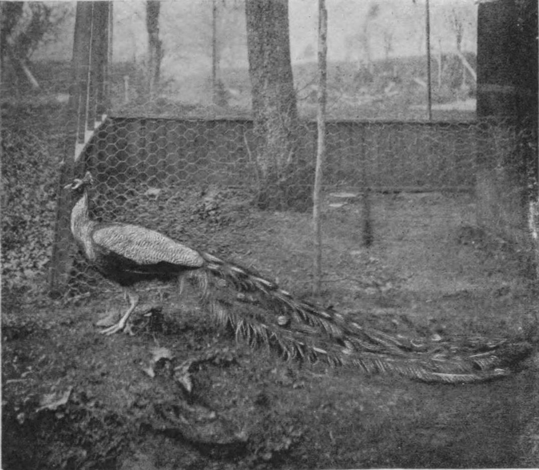 [Photograph of peacock]