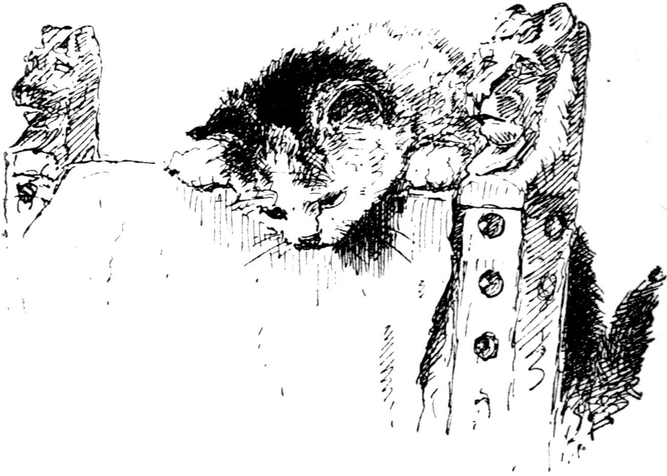 [Cat by Madame Ronner]