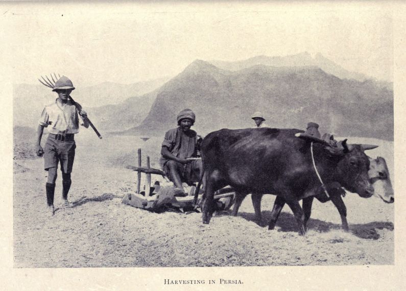 HARVESTING IN PERSIA.