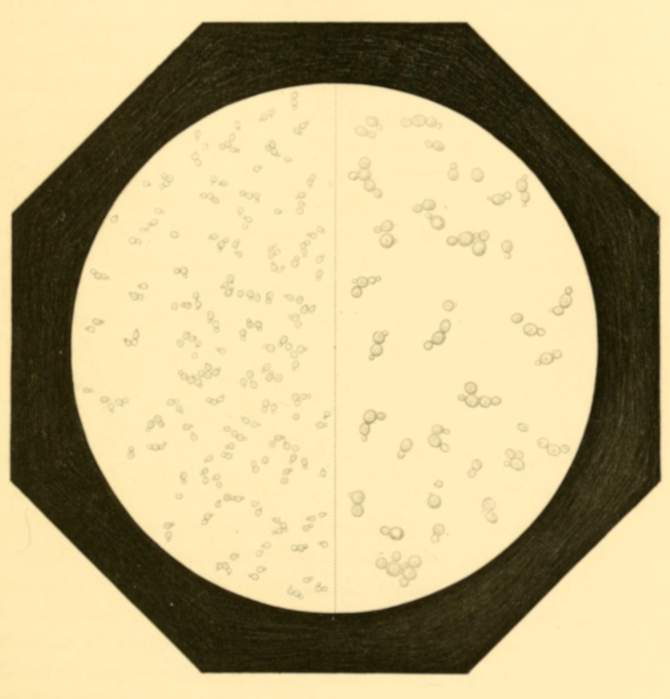 Plate 3. Torulae in Process of Development.