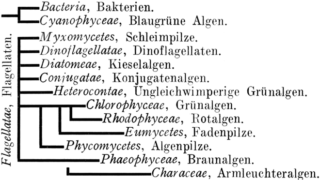 Die 14 Klassen der    Thallophythen