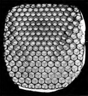 Honey-comb, transmitted light, showing arrangement of cells on both sides