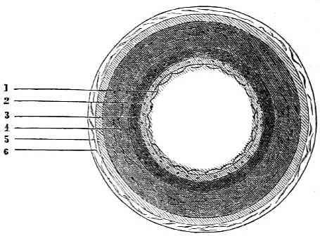 Cross section of artery.