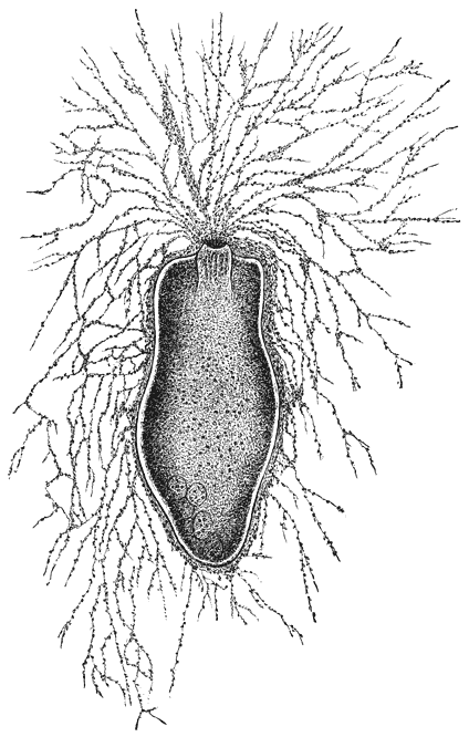 Eivormige Gromia (Gromia oviformis). 600 maal vergr.