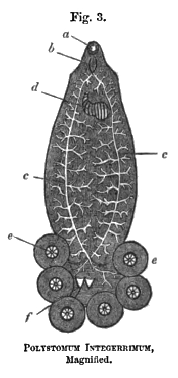 Fig. 3: POLYSTOMUM INTEGERRIMUM, Magnified