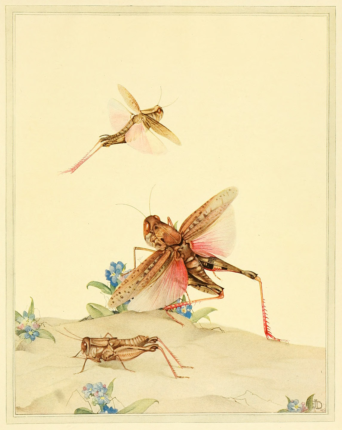 ITALIAN LOCUSTS