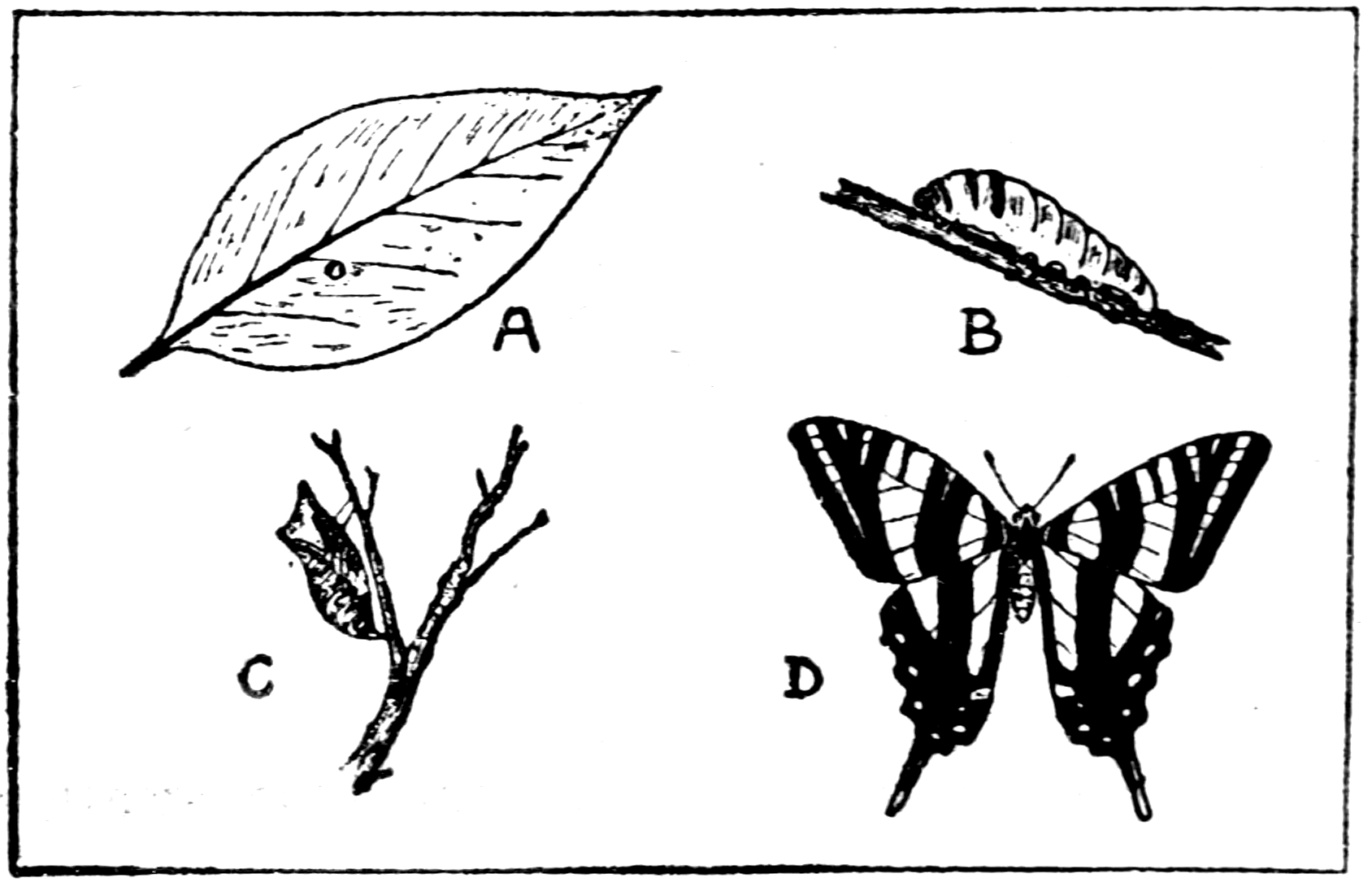 The Zebra Swallowtail