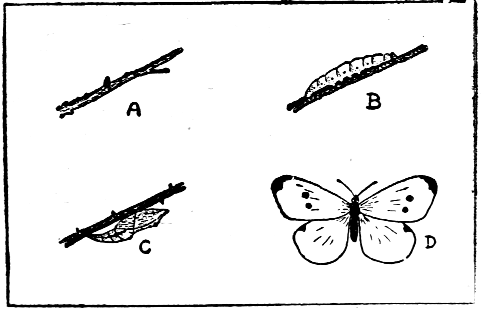 The Cabbage Butterfly