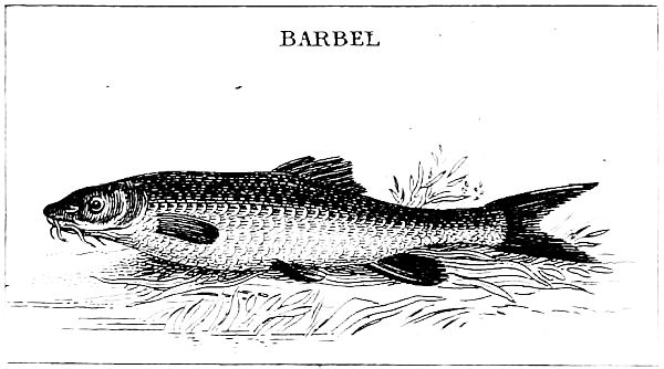 BARBEL