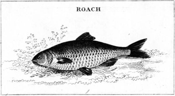 ROACH