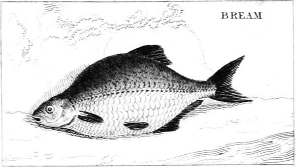 BREAM