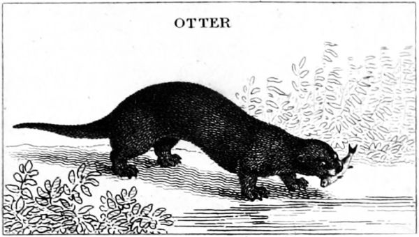 OTTER