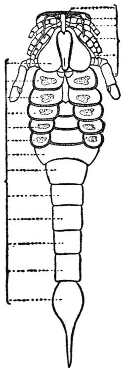 Skeleton of Pterichthys