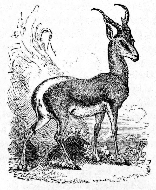 Springbok