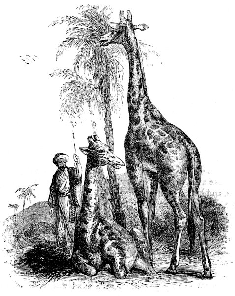 Giraffes