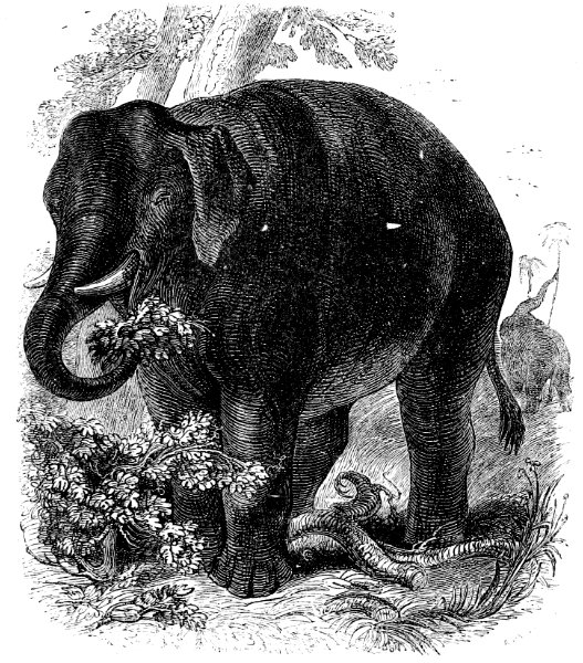 Elephant