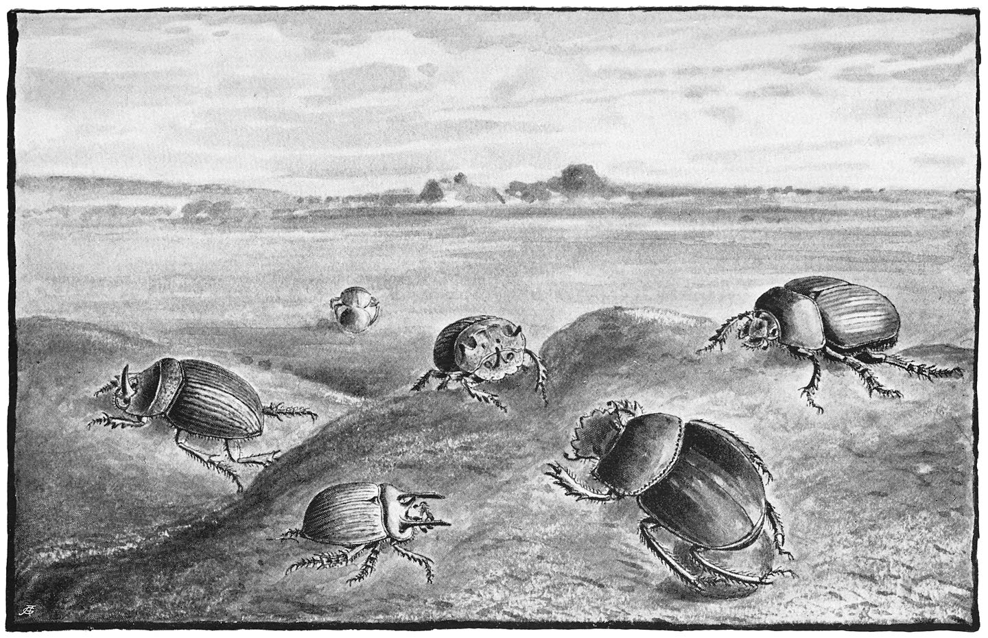 DUNG BEETLES GATHERING PROVENDER