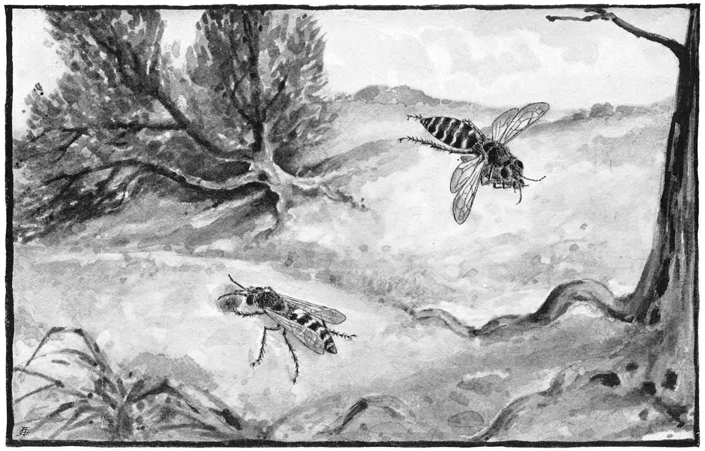 BEMBEX ROSTRATA TAKING GADFLY TO ITS NEST; BEMBEX ROSTRATA MINING