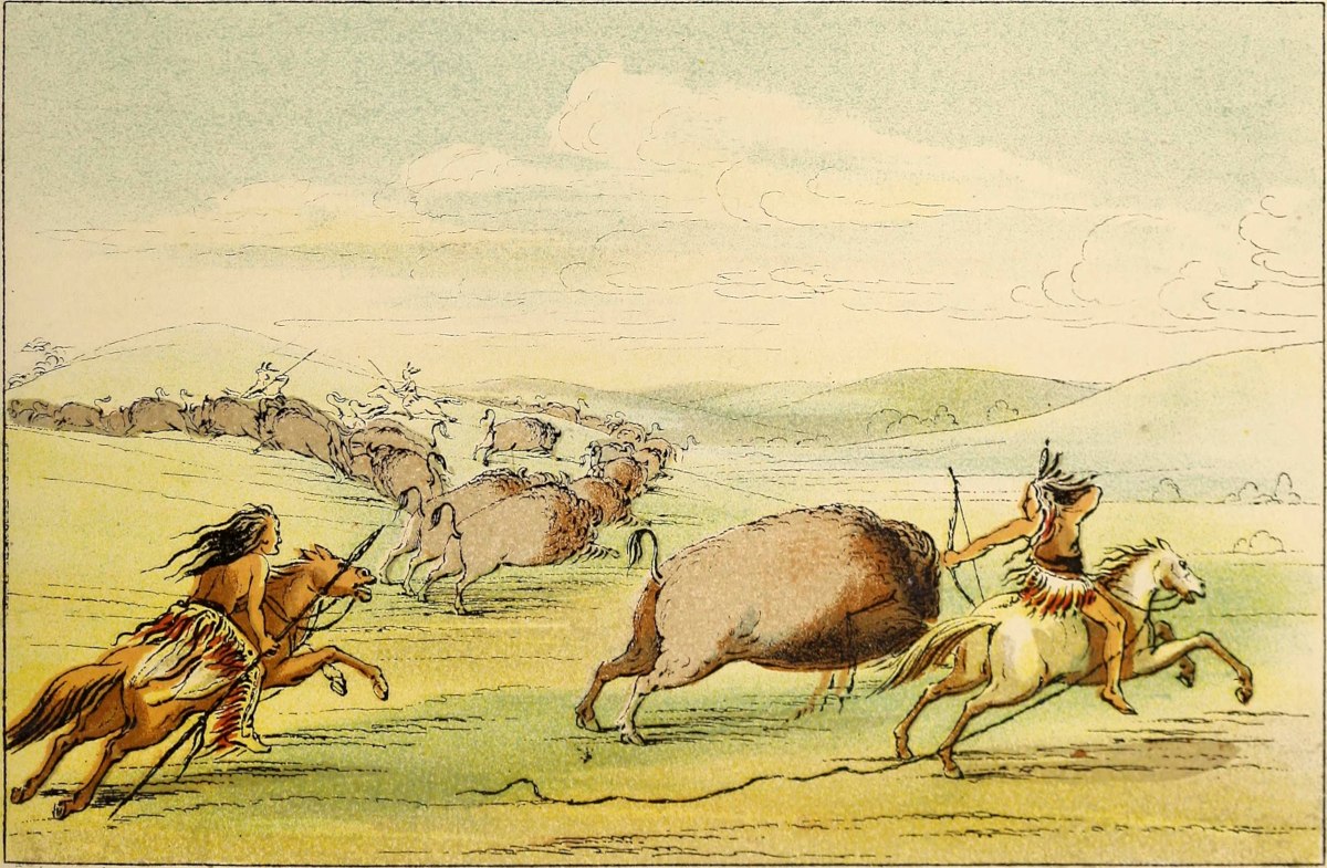 Buffalo hunt