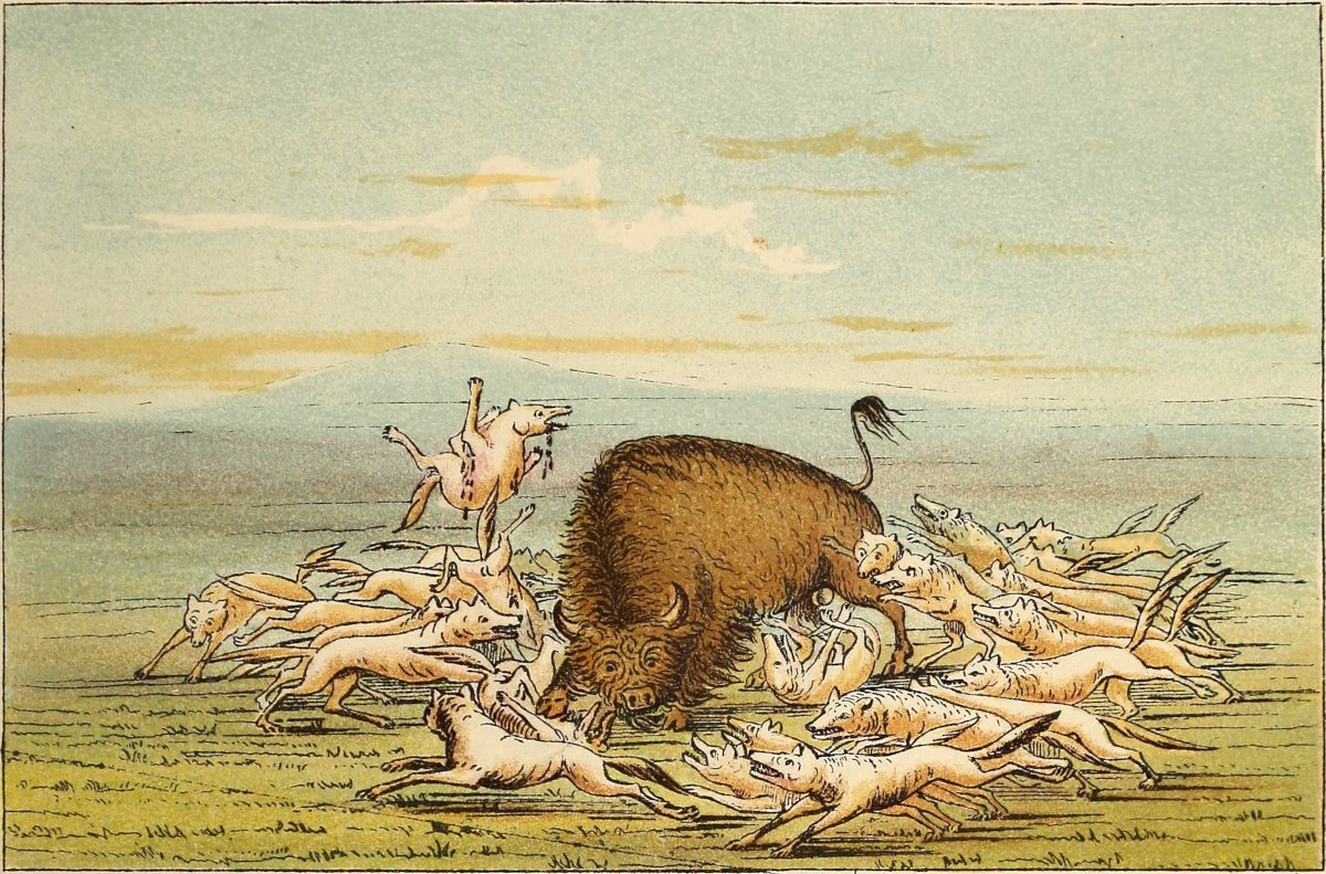 Wolves attacking buffalo