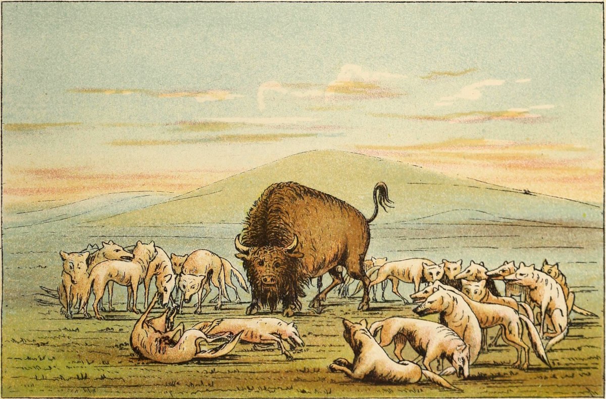 Wolves attacking buffalo