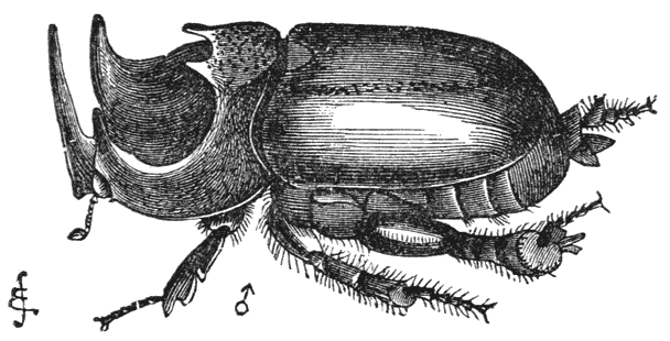 Fig. 43. Mannetje van Dipelicus cantori.