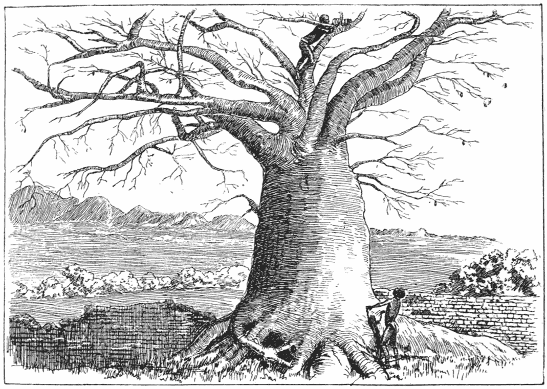 BAOBAB TREE IN MATINDELA RUINS