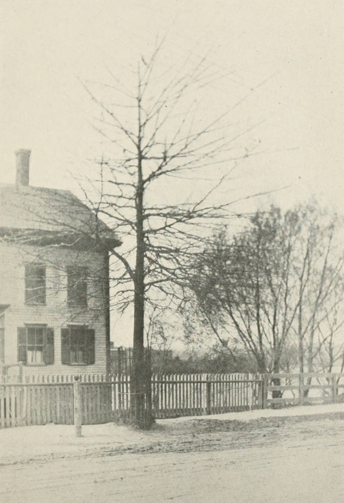 Tree on Roger Williams Avenue