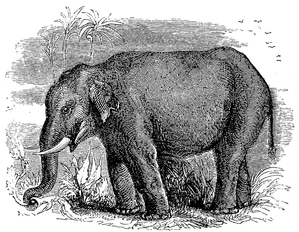 Elephant