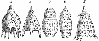 Fig. 50.