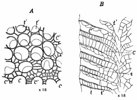 Fig. 199.