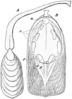 Fig. 477.