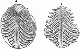 Fig. 506.