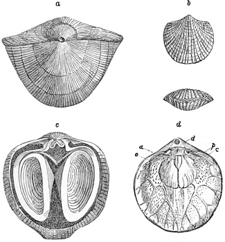 Fig. 511.