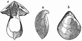 Fig. 546.